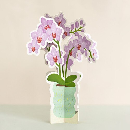 Orchid Paper Plant 1